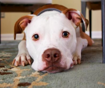 La sarna demodècica en els gossos: símptomes, diagnòstic i tractament